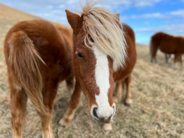 istock Shiohokusan Horse (Hakodate) 1496694154