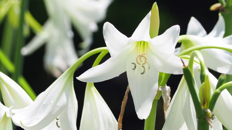 Easter lily