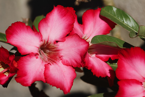 Adenium obesum or desert rose. Bright light in the morning. Hot pink gradation color of the petals