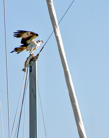 This Osprey carried it's prey across the marina and over a swimming pool, no doubt showing off it's strength, before settling on the top of a mast to prove himself King of the Bay!