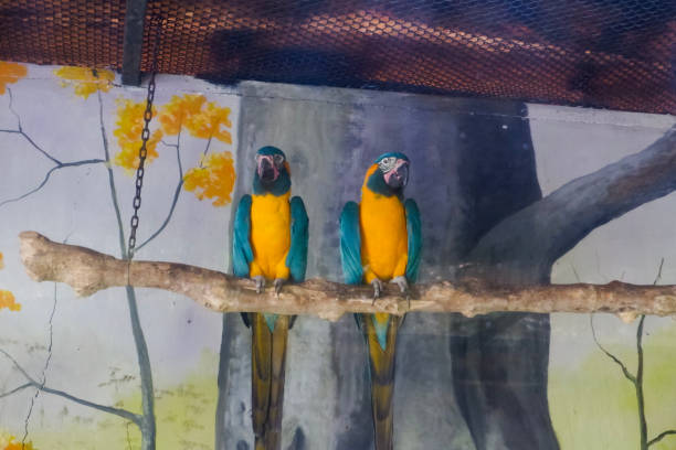Selective focus blue throated macaws are perched in their enclosures in the afternoon. Great for educating children about endangered bird species.
