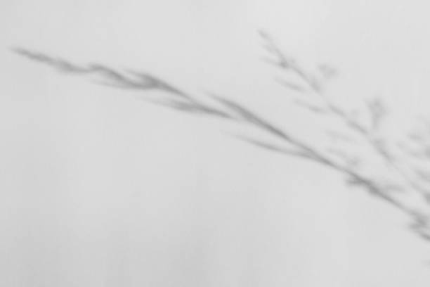 istock The shadow of the plant on a light background. 1496696937