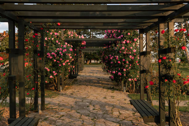 istock Rose arbor at the pier in Keszthely 1496697253
