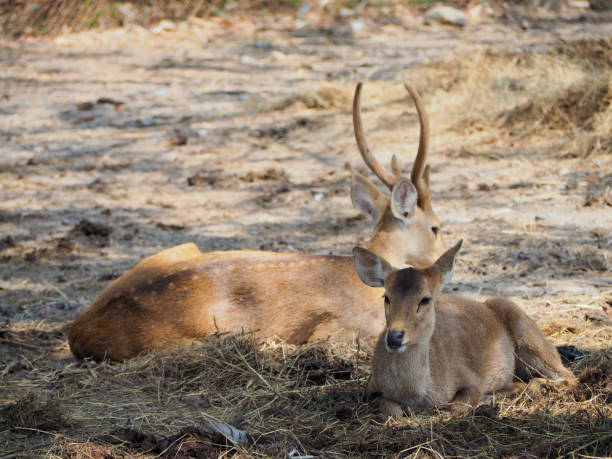istock focus lovely deer that happy living with natural. 1496698812