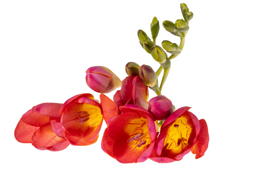 Single stem of a red flower freesia isolated on white background, close up