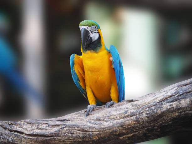 istock Focus lovely Parrot with blur backgroud. 1496699039