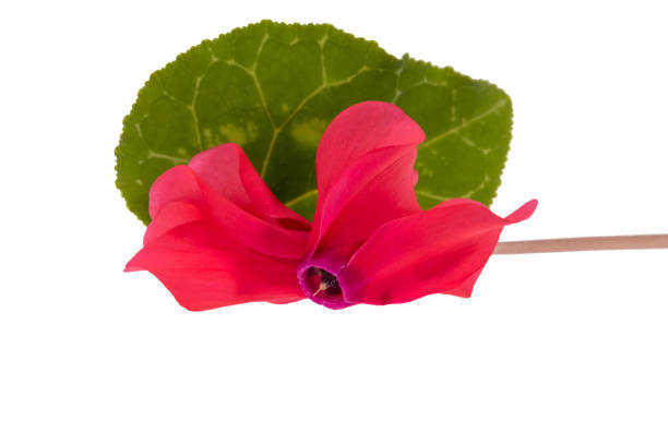 Delicate spring flower of red Cyclamen with grean leaf isolated on white  background, close up