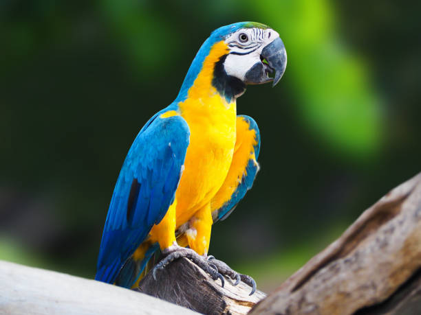 istock Focus lovely Parrot with blur backgroud. 1496699127