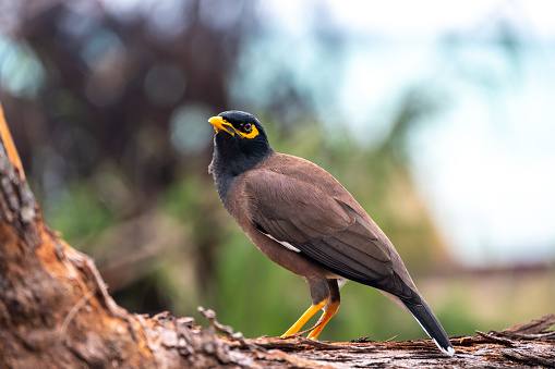 Common Myna bird, latin name Acridotheres Tristis Tristis, is sitting on the trunk. Bamboo island, Thailand.