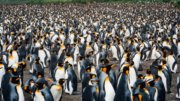 istock Crowded King Penguin Colony Panorama South Georgia Antarctica 1496700775
