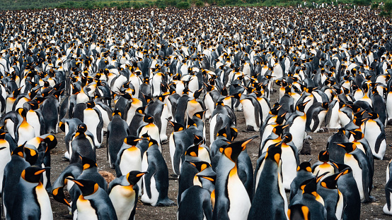 Impression of the wild abundance of King Penguins at Salisbury Plains, South Georgia. Salisbury plains is home to one of the largest King Penguin Rookeries, or Colonies, in the World