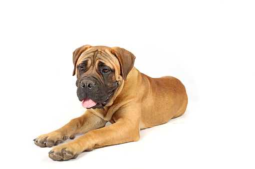 Cane Corso, a Dog Breed from Italy, Mother and Pup against White Background