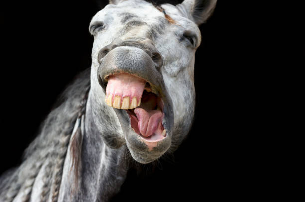 Laughing Thoroughbred Racehorse with her lips peeled back as if she is laughing, shown in a Kentucky horse farm