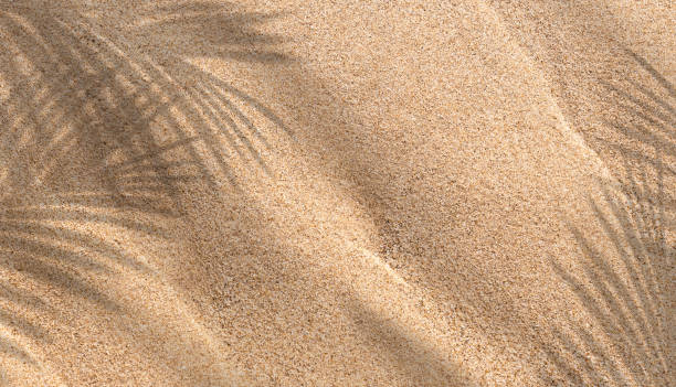 istock Sand Beach Texture Background with Coconut Palm leaves Shadow and sunlight,Nature Sea Beach Sandy with tropical leaf overlay,Top view Desert sand done,Banner for Summer vacation holiday concept 1496702495