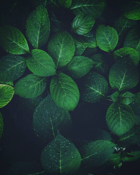 The fresh green foliage with water drops
