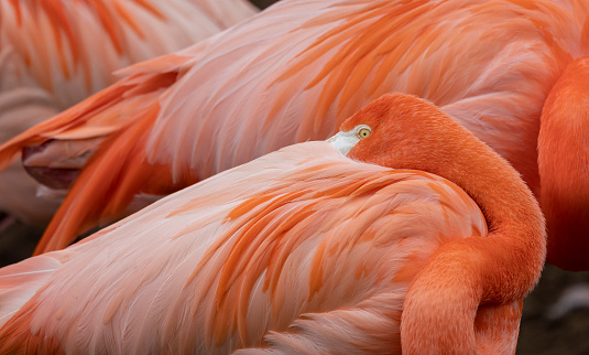 Pink flamingo sleeping with its head nestled in its wing