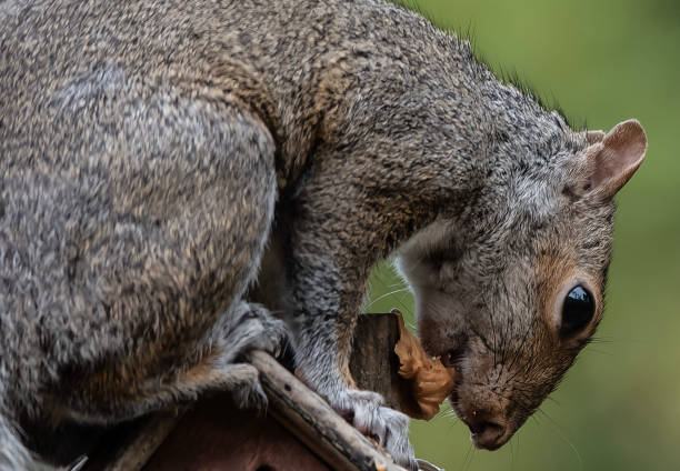 istock A Gray Squirrel finds a tasty treat 1496702941