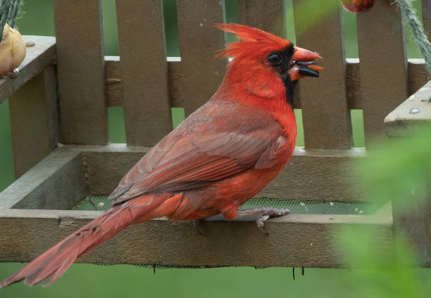 istock Northern Cardinal on the bird feeder 1496702960