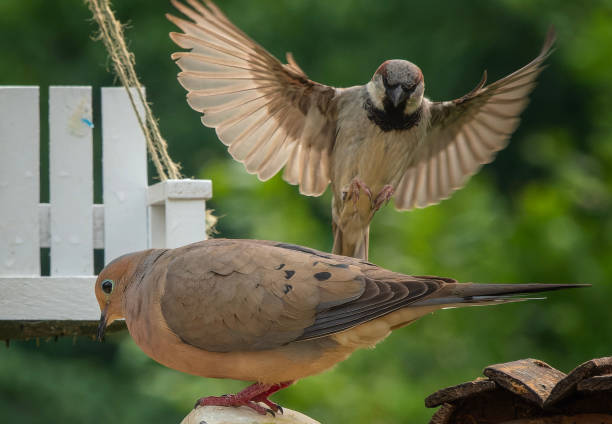 istock Mourning Dove arrives on the deck 1496702978