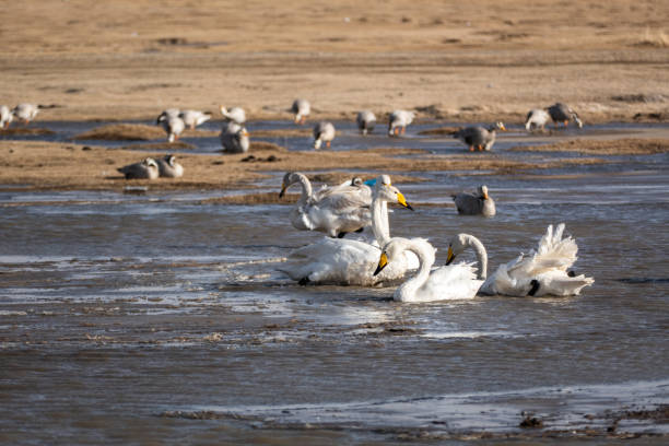 istock White swans on the nature lake in Mongolia 1496703023