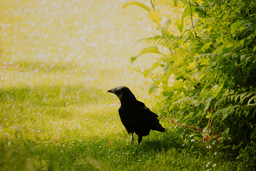 Crow with coloured plastic ring in Jardin des Plantes, Paris. To better answer to stakeholders asking how to face disturbances caused by the numerous crows living in Paris city, a research study started in July 2015 under the lead of Frédéric Jiguet, professor at the National Museum of Natural History, following a request by the Paris environment services. Five years later, more than 550 crows have been captured and ringed with coloured plastic rings engraved with a three-digit code, so that people visiting the city can relocate them. Many individuals spend the day in Tuileries but
move in late afternoon to join a roost in Jardin
des Plantes, which has numerous tall trees.