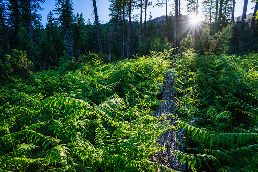 Lush ferns thrive in See Canyon near Christopher Creek at sunset