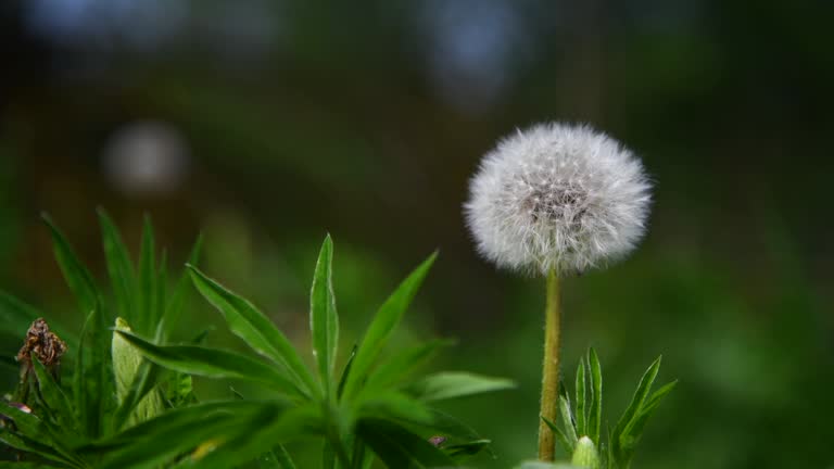 White common dandelion clock against green background