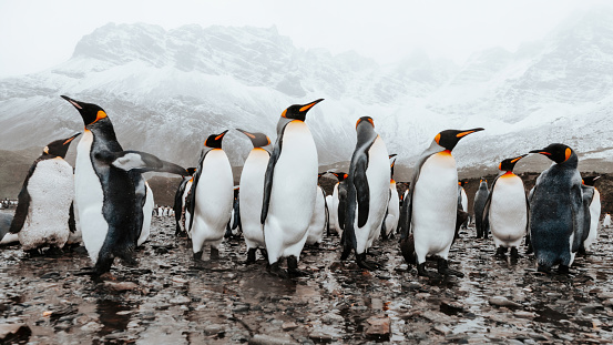 King Penguins standing together in the rain at the Beach of South Georgia Island. King Penguin Group Panorama, Penguin Colony Shot. South Georgia, Sub-Antarctic Islands, Antarctica