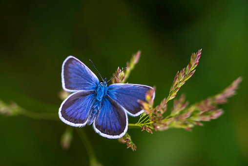 The common blue butterfly (Polyommatus icarus) is a butterfly in the family Lycaenidae  beautiful blurred green background field. summer  Poa pratensis Smooth meadow grass, close-up.