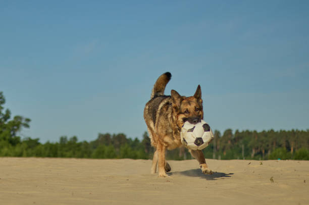 istock A dog with a hat walks on the beach. 1496705461
