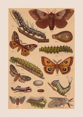 Various butterflies (Lasiocampidae, Saturniidae, Notodontidae): 1) Pine-tree lappet (Dendrolimus pini), a-caterpillar, b-butterfly (female); 2) Small emperor moth (Saturnia pavonia), a-caterpillar, b-pupa, c-butterfly; 3) Tau emperor (Aglia tau), a-caterpillar, b-butterfly; 4) Puss moth (Cerura vinula), a-caterpillar, b-butterfly; 5) Pebble prominent (Notodonta ziczac), a-caterpillar, b-butterfly; 6) Oak processionary (Thaumetopoea processionea), a-caterpillar, b-cocoon, c-pupa, d-butterfly. Chromolithograph, published in 1892.