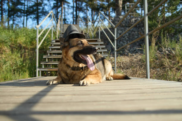 istock A dog with a hat walks on the beach. 1496705725