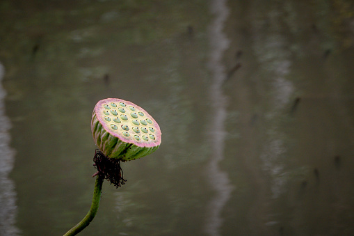 Seed pod of a white lotus flower, Nymphaea lotus, Pamplemousses, Mauritius, Africa
