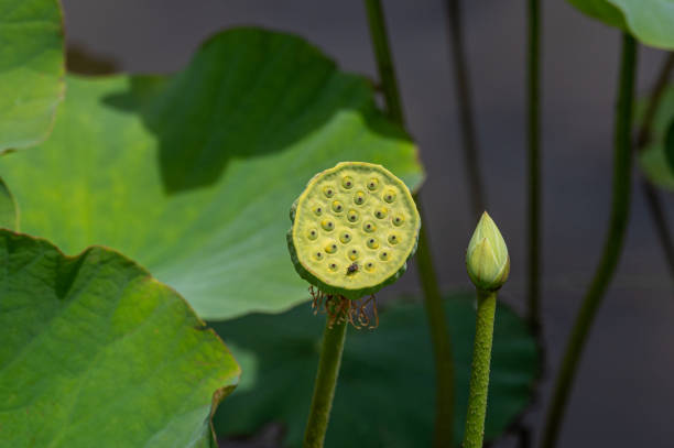istock Seed pod of a white lotus flower, Nymphaea lotus, Pamplemousses, Mauritius 1496707946