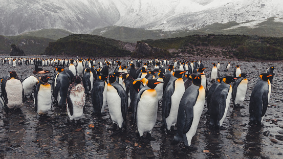 King Penguins standing together in the rain at the Beach of South Georgia Island. Snow covered Mountains and Glaciers in the background. King Penguin Colony - SMall Group Panorama, Penguin Colony Shot. South Georgia, Sub-Antarctic Islands, Antarctica
