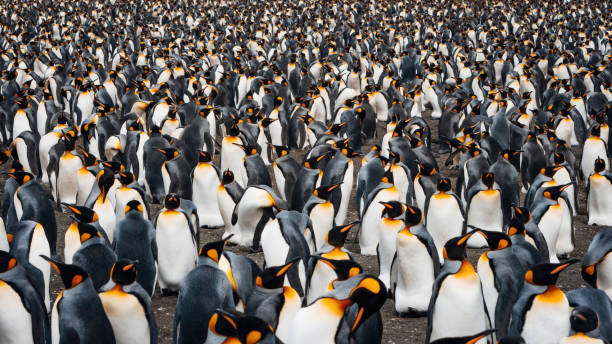 istock Large and Crowded King Penguin Colony Panorama 1496711398