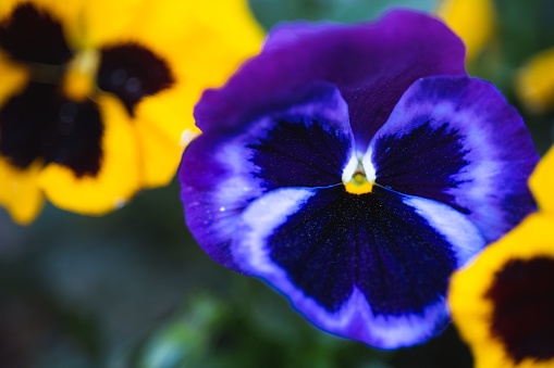 A closeup of purple, yellow, and blue viola wittrockiana growing in the park