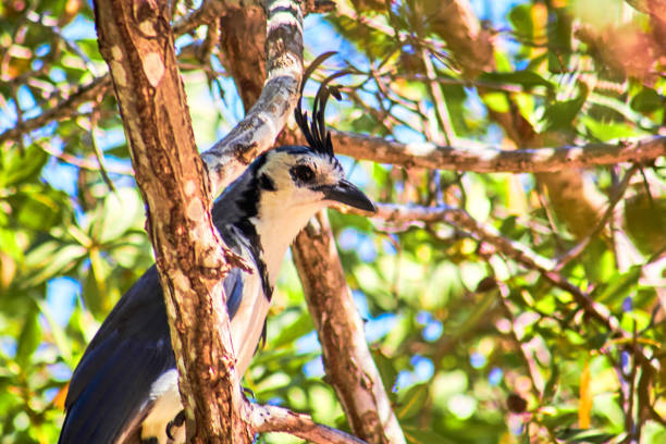 Ave hermosa de plumaje azul con cresta, calocitta formosa urraca hermosa cariblanca en un arbol en huatulco oaxaca
