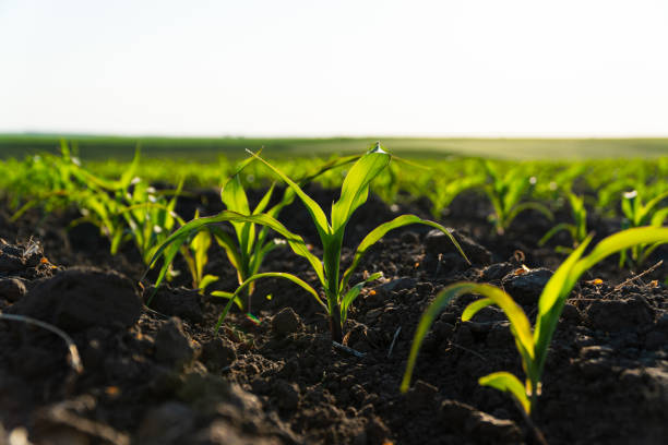 istock Rows of young corn shoots on a cornfield. Young green corn grows on a field in black soil. Corn maize field in early stage 1496716189
