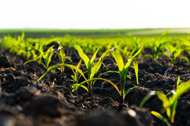 istock Close up of young corn plants. Young green corn grows on a field in black soil. Green corn maize field in early stage 1496716192