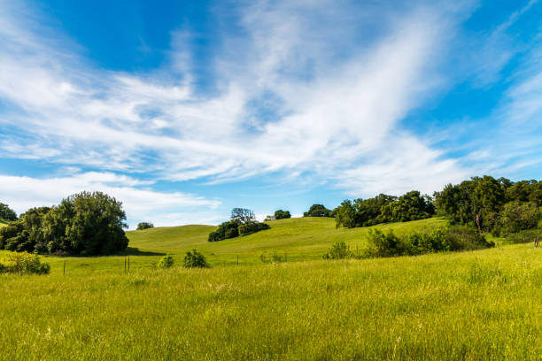 Looking up a large green grass hillside with dark green oak trees and brush on each side. A blue sky and wispy clouds are in the background