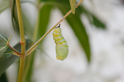 Transformation of common tiger butterfly emerging from cocoon with chrysalis