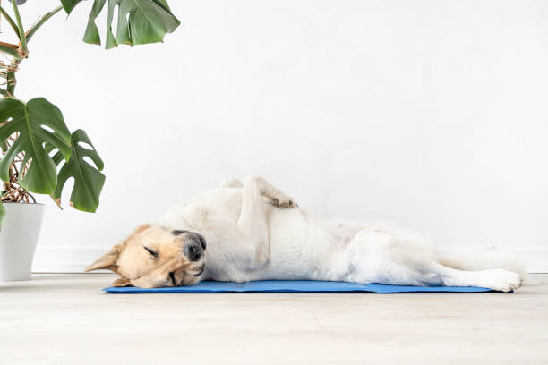 istock Cute mixed breed dog lying on cool mat looking up on white wall background 1496718837
