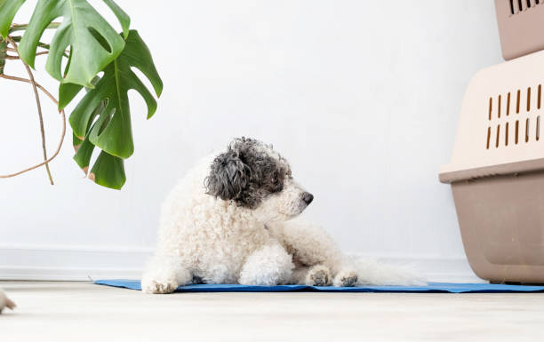 istock Cute mixed breed dog lying on cool mat looking up on white wall background 1496718920