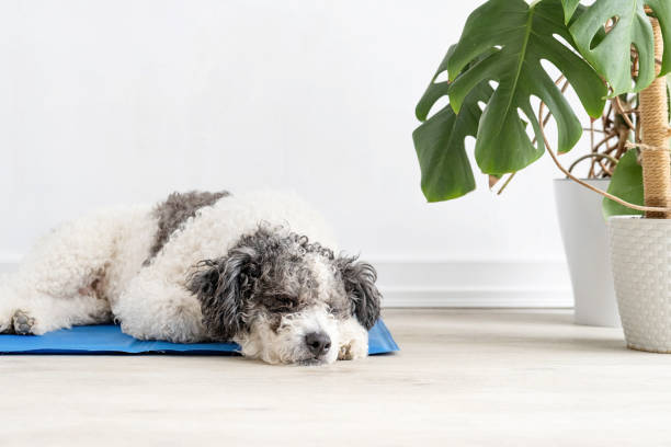 istock Cute mixed breed dog lying on cool mat looking up on white wall background 1496718978