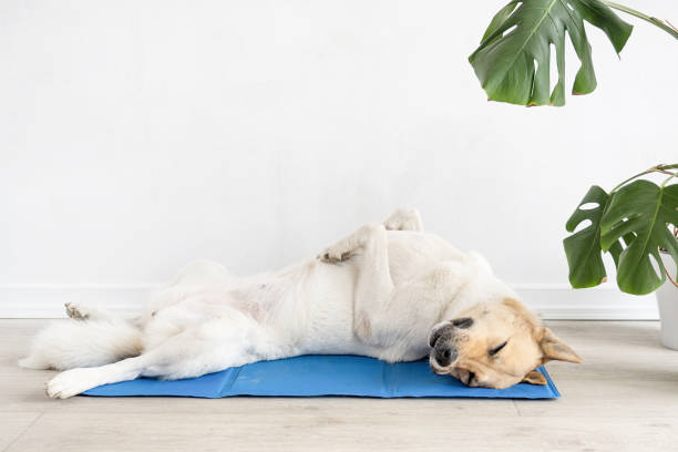 istock Cute mixed breed dog lying on cool mat looking up on white wall background 1496719003