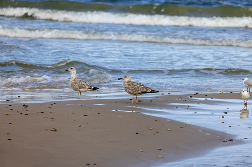 Beautiful seaside landscape, an empty beach, the foamy water of the Baltic Sea, sea gulls walking on the sand, Island Wolin, Miedzyzdroje, Poland