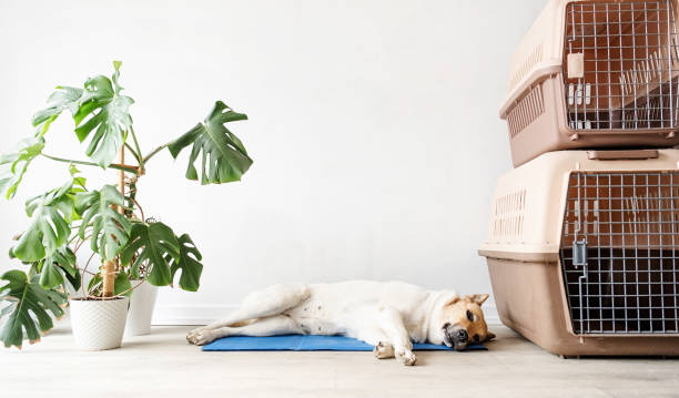 istock Cute mixed breed dog lying on cool mat looking up on white wall background 1496719645