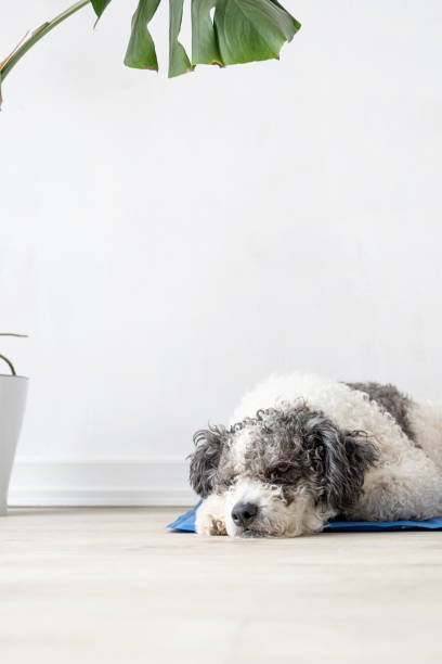 istock Cute mixed breed dog lying on cool mat looking up on white wall background 1496719733