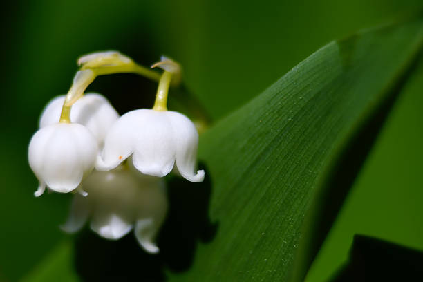 Mughetto (convallaria) - foto stock